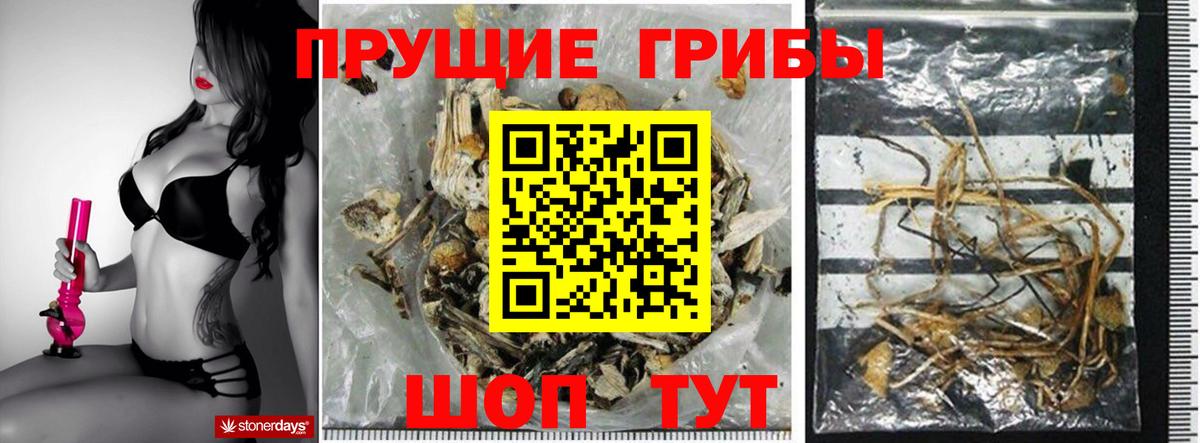 Псилоцибиновые грибы Cubensis Димитровград